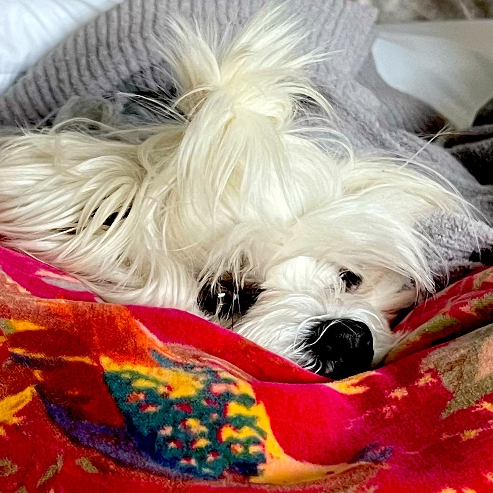 Meet your Posher, Adelie